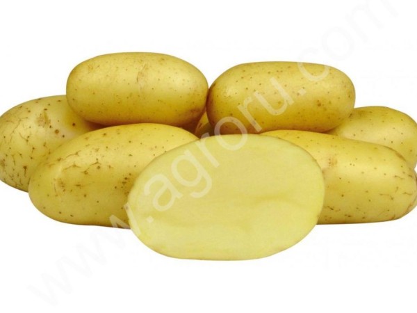 Картофель оптом сорта Колетте от производителя