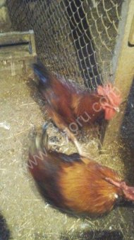 Взрослые петухи