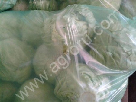 Капуста белокачанная оптом от производителя