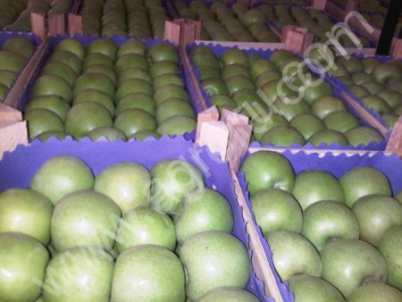 грин смит, айдаред,чемпион