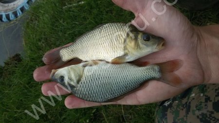 Малек карпа, белого амура, толстолобика