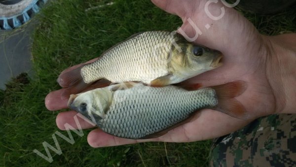 Малек карпа, белого амура, толстолобика