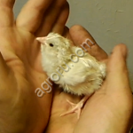 Цыплята Суточные Адлерская Серебристая