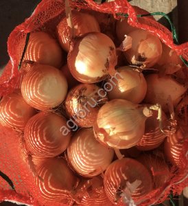 Лук репчатый