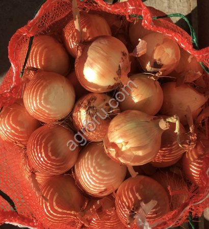 Лук репчатый