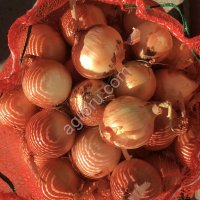 Лук репчатый