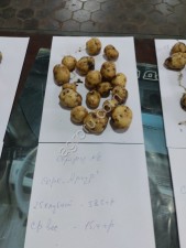 семена картофеля суперэлита Артур, Ариэль, Кумач