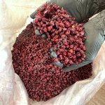 ягоду лимонника