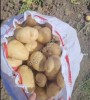 Картофель - Ривьера,  Ред Скарлетт