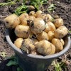 Картофель