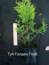 Саженцы лественных и хвойных растений