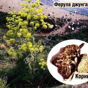Семена,Саженцы,Корни Ферулы