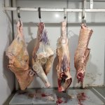 Говядина Герефордской породы