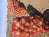 Лук репчатый