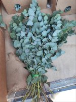 Эвкалипт, мерешка зелень для цветов