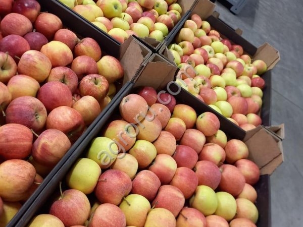 Яблоки Гала