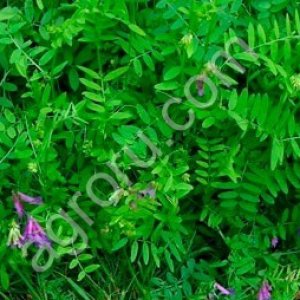 Вика яровая Никольская