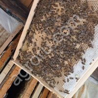 Пчелопакеты Карника Карпатка