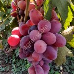Виноград свежий столовый