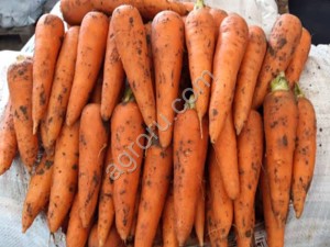 Морковь оптом новый урожай