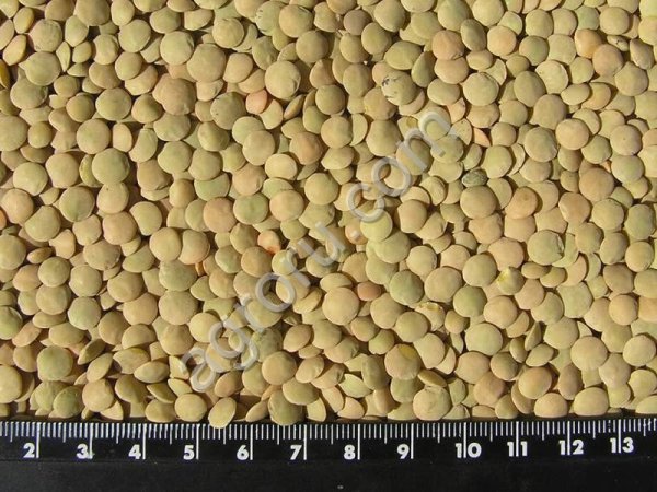 Чечевица зелёная ГОСТ