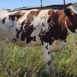 Племенные нетели красно-пестрой породы