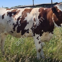 Племенные нетели красно-пестрой породы