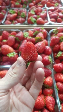 Клубника свежая