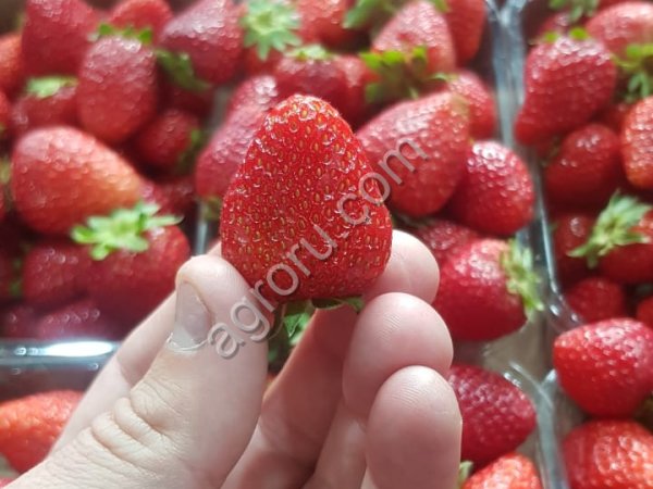 Клубника свежая