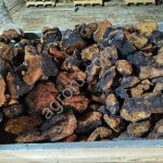 Чага березовая