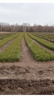Сеянцы сосны 2х годовалые