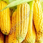 семена кукурузы БЕРТА