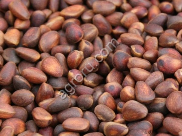 Кедровый орех