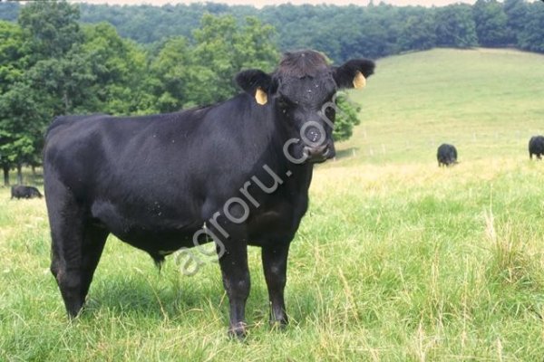 Скот породы Сементал, Ангус, Белоголовая.