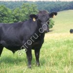 Скот породы Сементал, Ангус, Белоголовая.