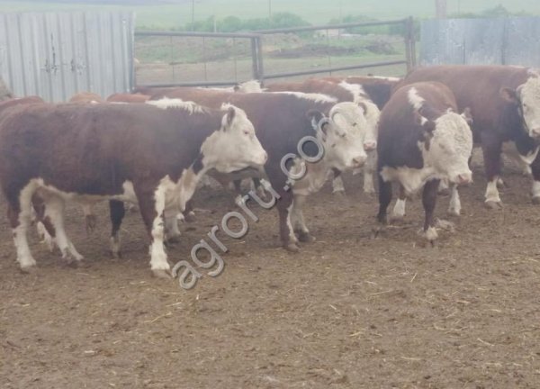 Бычки племенные