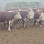 Бычки племенные