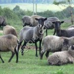Романовские овцы на экспорт