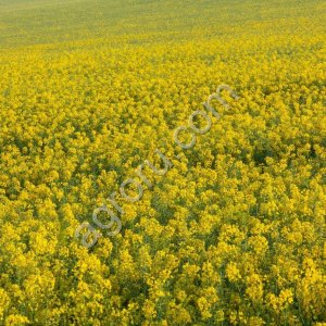 Семена рапса Сармат, Дебют, Меркюр, Дарко