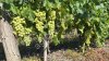 Саженцы винограда столовых и винных сортов производства Сербия