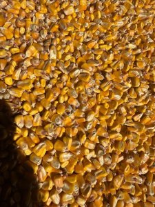 Пшеница, кукуруза, ячмень оптом