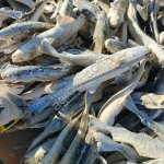 Навага НР ворошенка