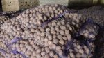 Семенной картофель из Беларуси. 1 РС, 2РС, Элита