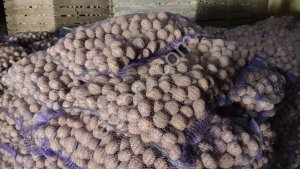 Семенной картофель из Беларуси. 1 РС, 2РС, Элита