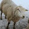 ОВЦЫ,БАРАНЫ