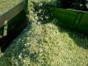 Ромашка аптечная, цвет рубленый