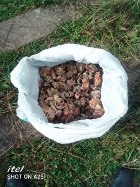 Живица еловая