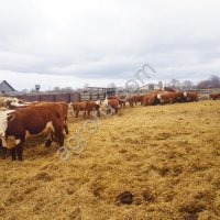 Герефорд Телки Нетели