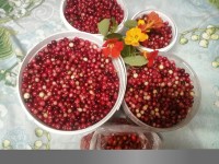 Клюква свежая