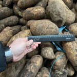 Картофель белый/красный 2 сорт